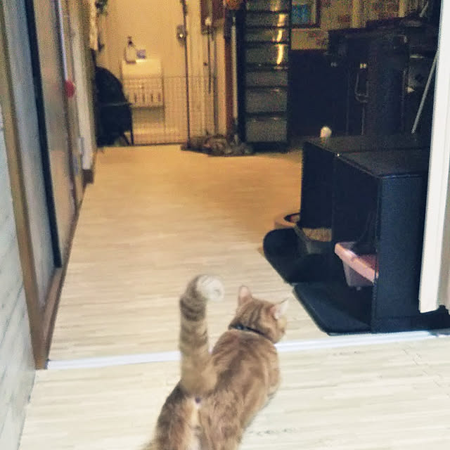 runaさんの実例写真
