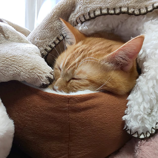 Hanamayさんの実例写真