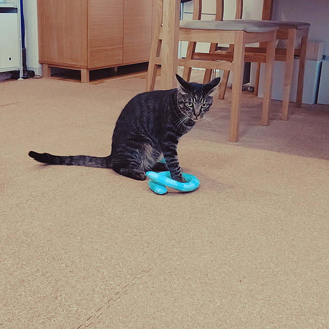 hihaさんの実例写真