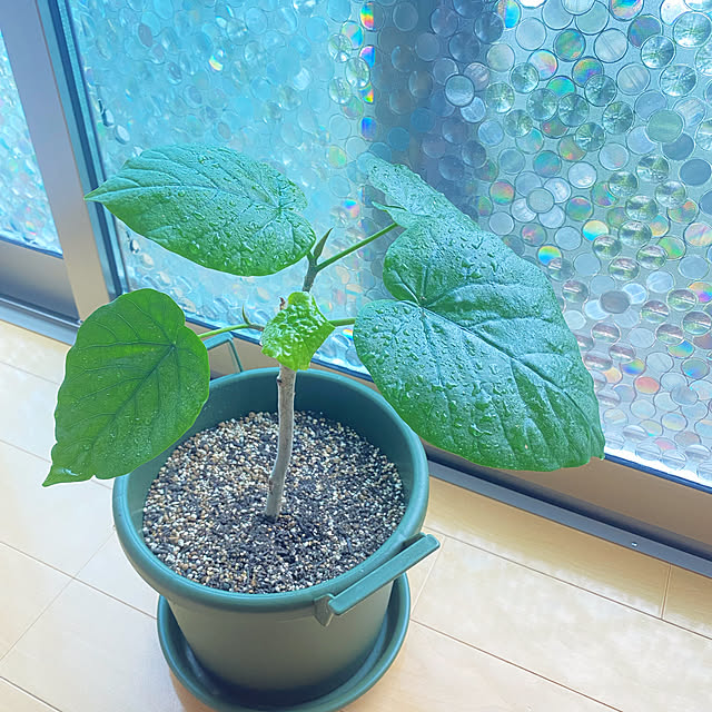 cocoさんの実例写真