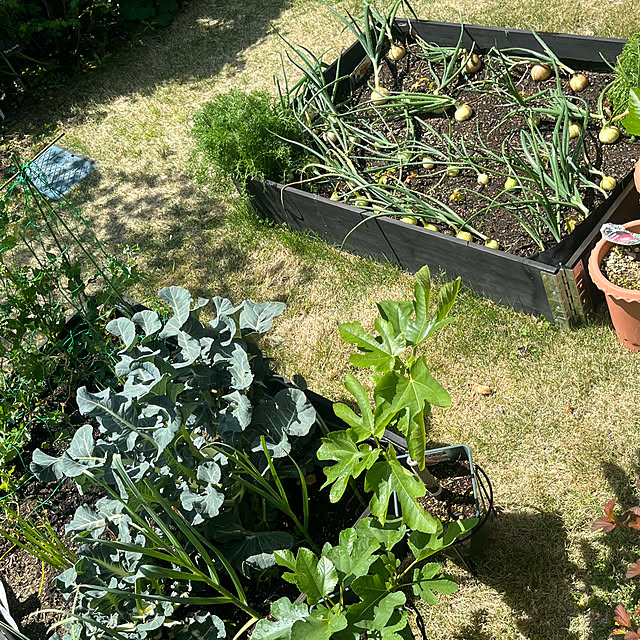 Virolさんの部屋