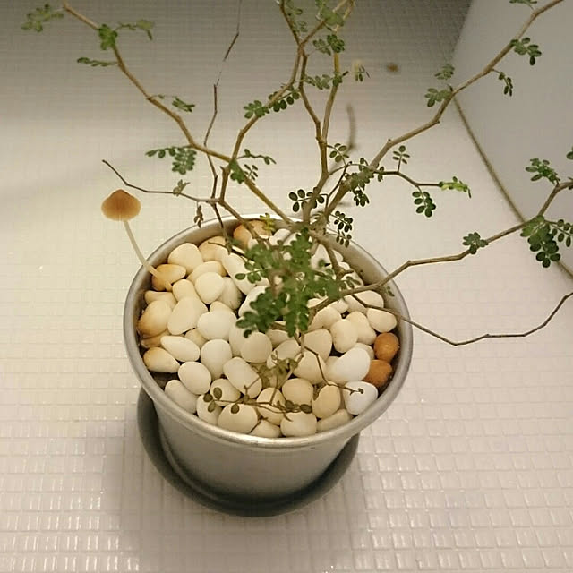 komogomoさんの実例写真