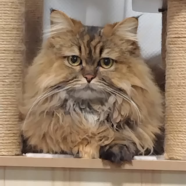 futagomamaさんの部屋