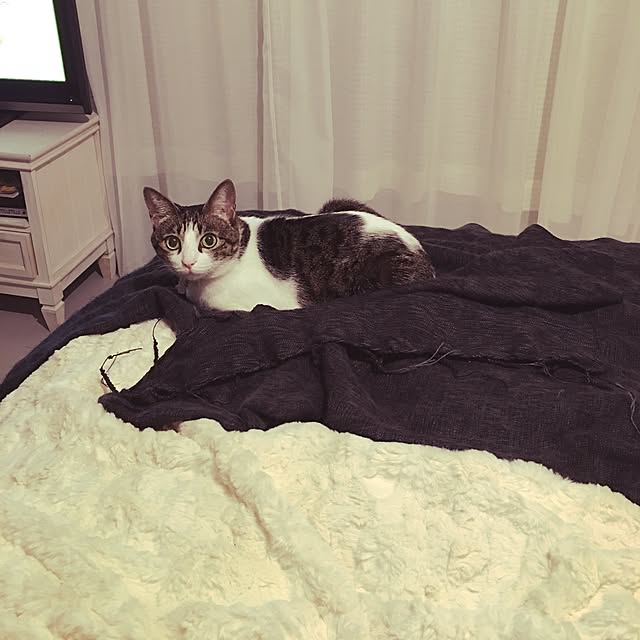 Shihoさんの実例写真