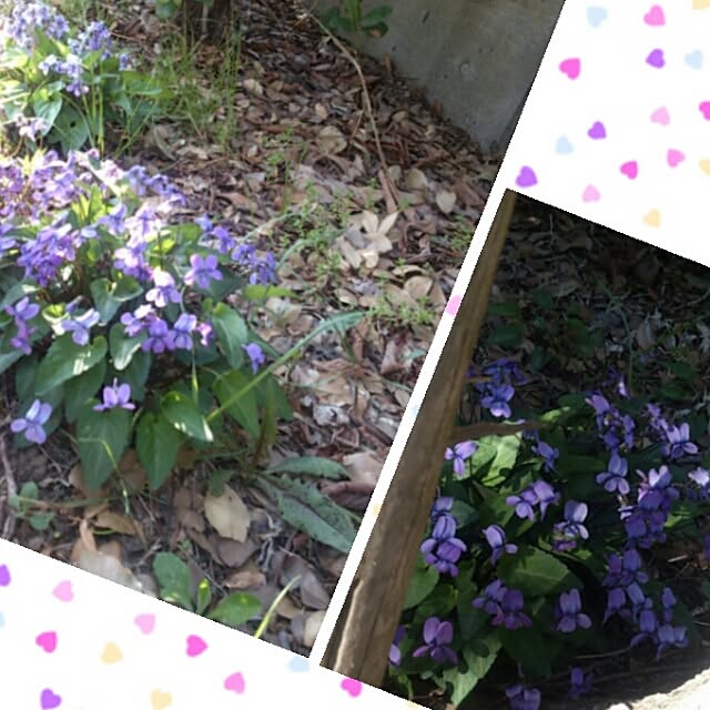 showさんの実例写真