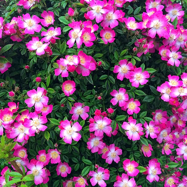 HappyRoseさんの実例写真