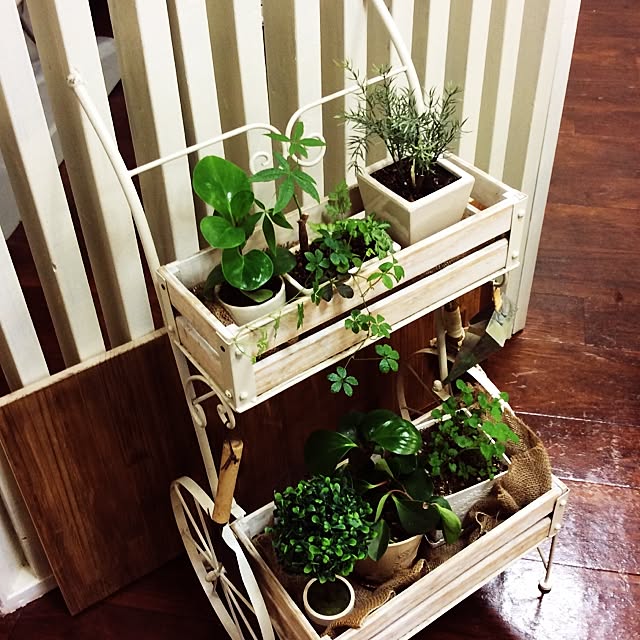 部屋全体/ナチュラル/雑貨/観葉植物/多肉植物...などのインテリア実例 - 2015-11-14 12:44:16