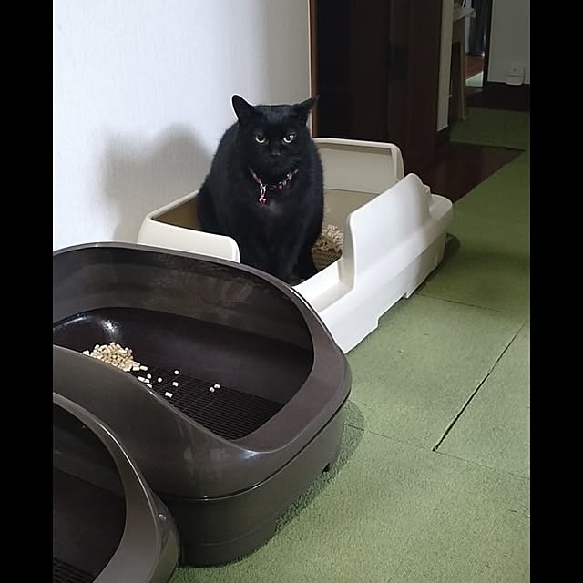 ニャンとも/ねこと暮らす/猫トイレ/黒猫タロくん/バス/トイレのインテリア実例 - 2024-07-16 08:38:21
