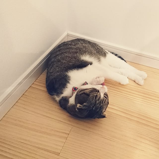 Akariさんの実例写真