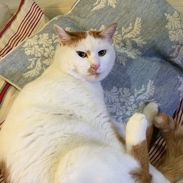 asaさんの実例写真