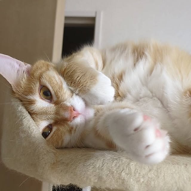 minnieさんの実例写真