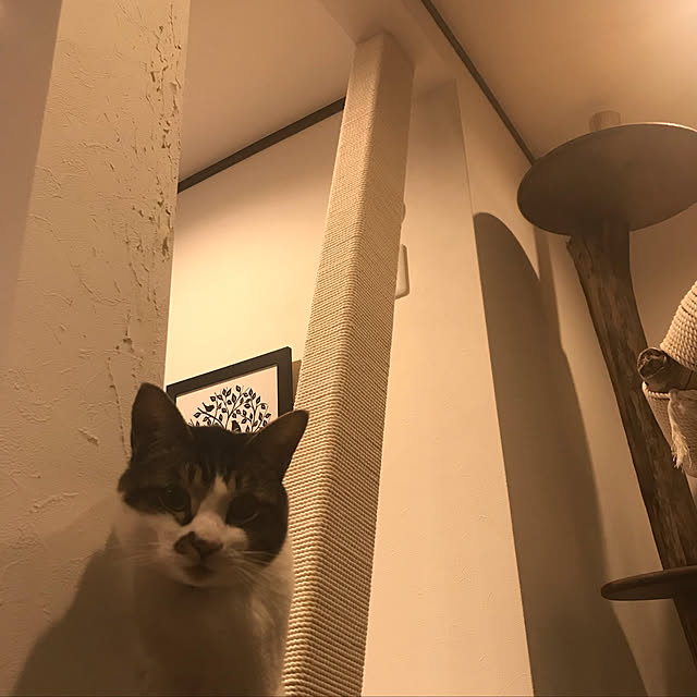 icbさんの実例写真