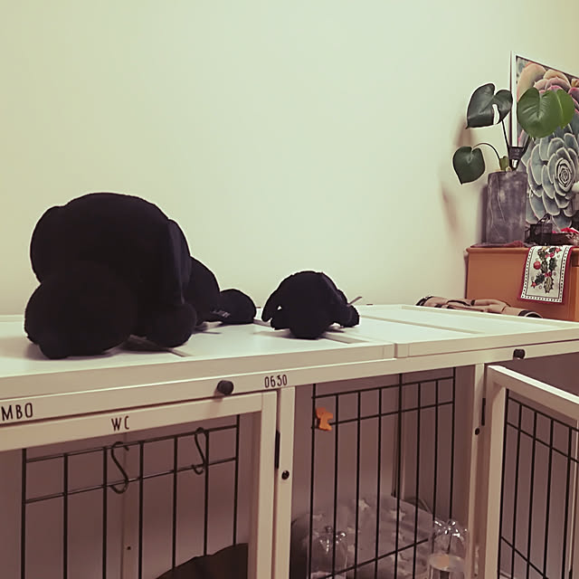 junjunさんの実例写真