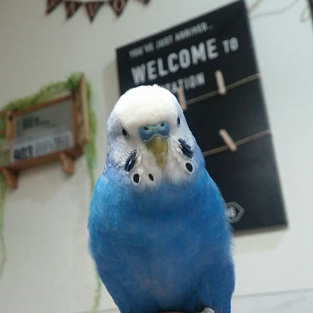 opiopiopiさんの実例写真