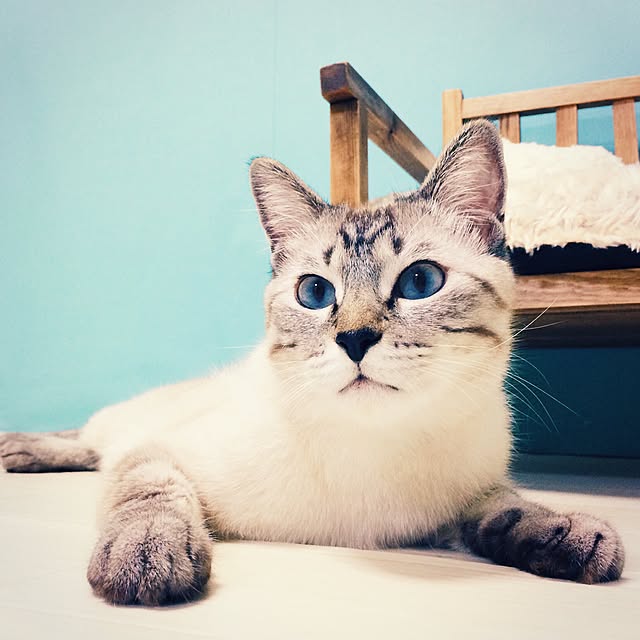 ineko_kさんの実例写真