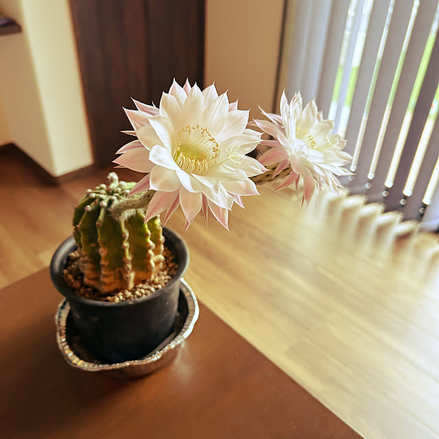 kiiiさんの実例写真
