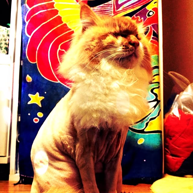 namaさんの実例写真