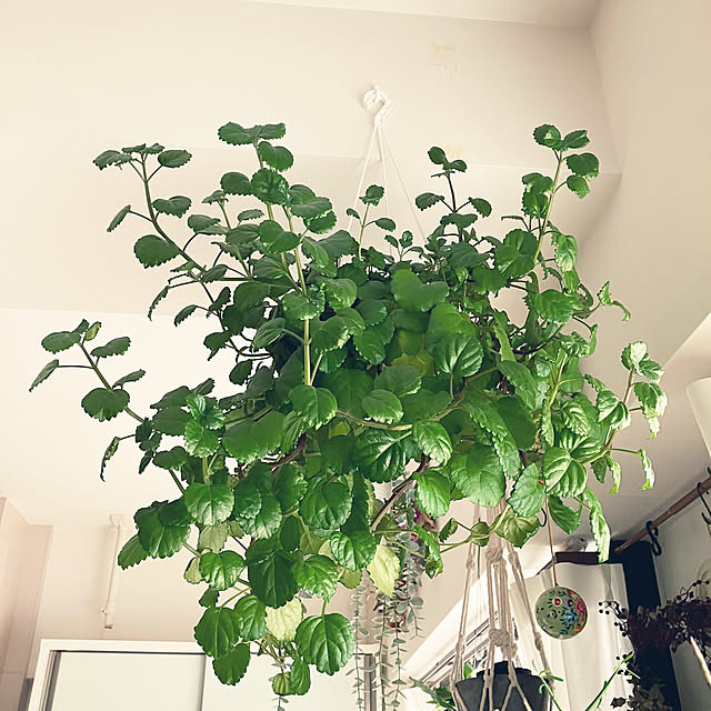 coochanさんの部屋