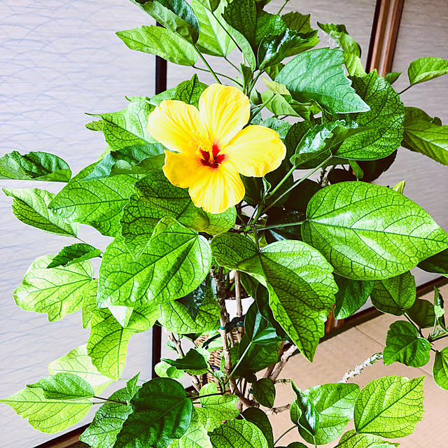 hanachanさんの部屋