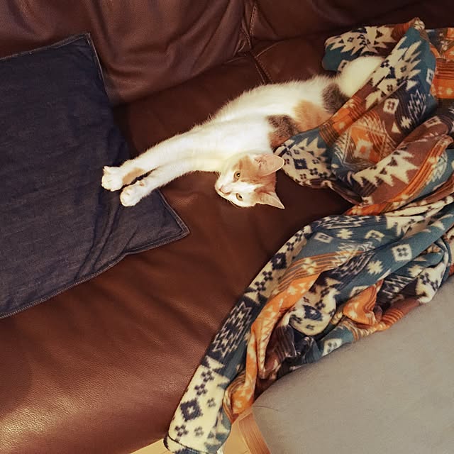 ziziguguさんの実例写真