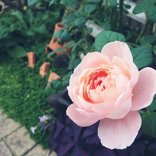 SAZさんの実例写真