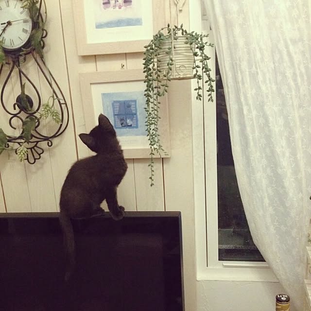 mocoさんの実例写真