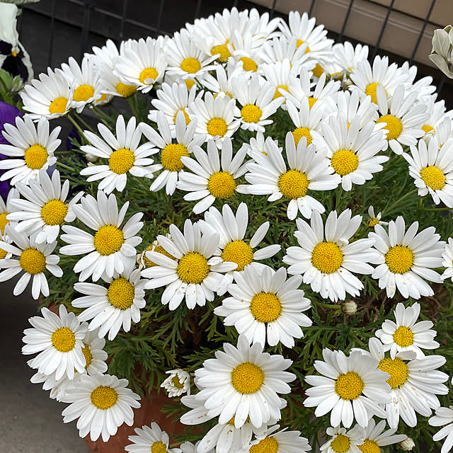 icemintさんの部屋