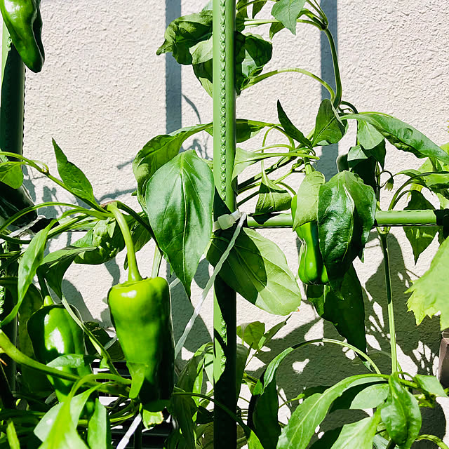 部屋全体/夏野菜ラストスパート中/夏野菜ラストスパート/夏野菜が順調です/夏野菜...などのインテリア実例 - 2023-10-20 08:47:20