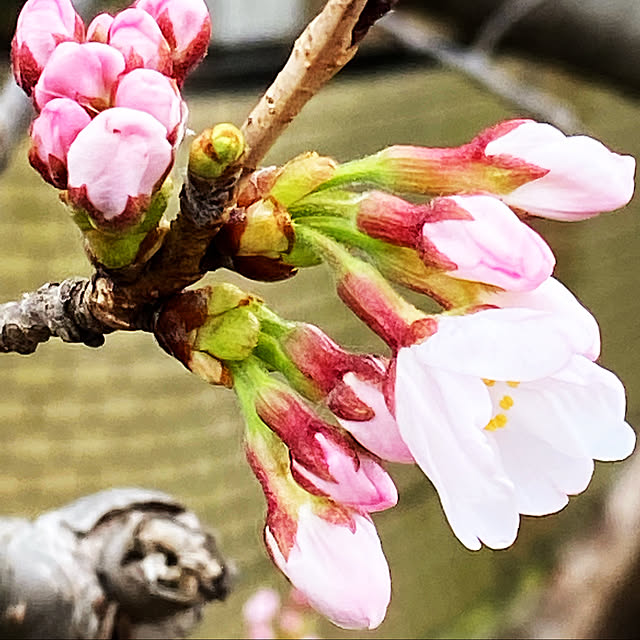 cherryさんの実例写真