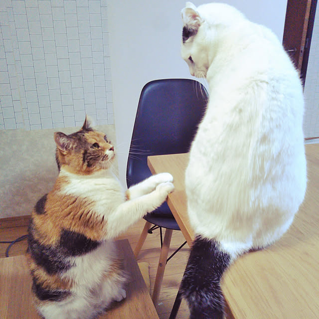 yukieさんの実例写真