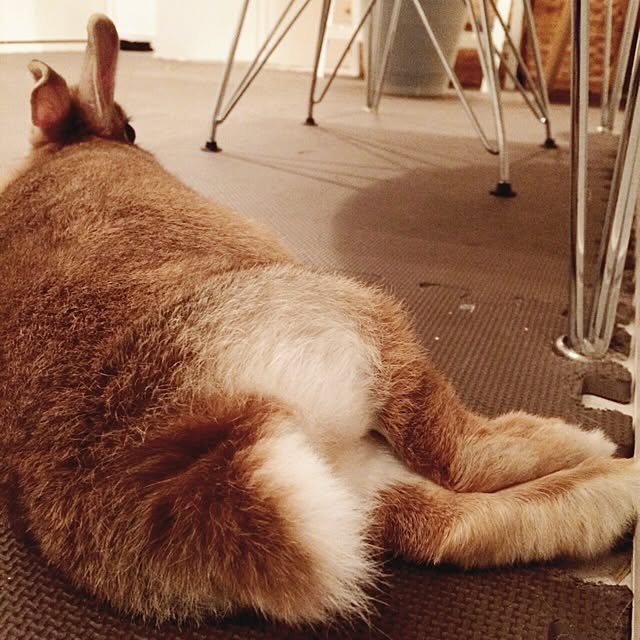 inazaurusuさんの実例写真