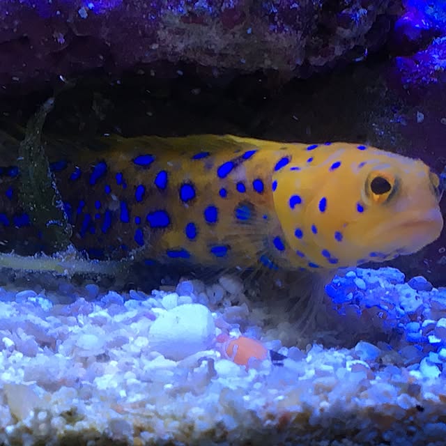 aquarium_seaさんの実例写真