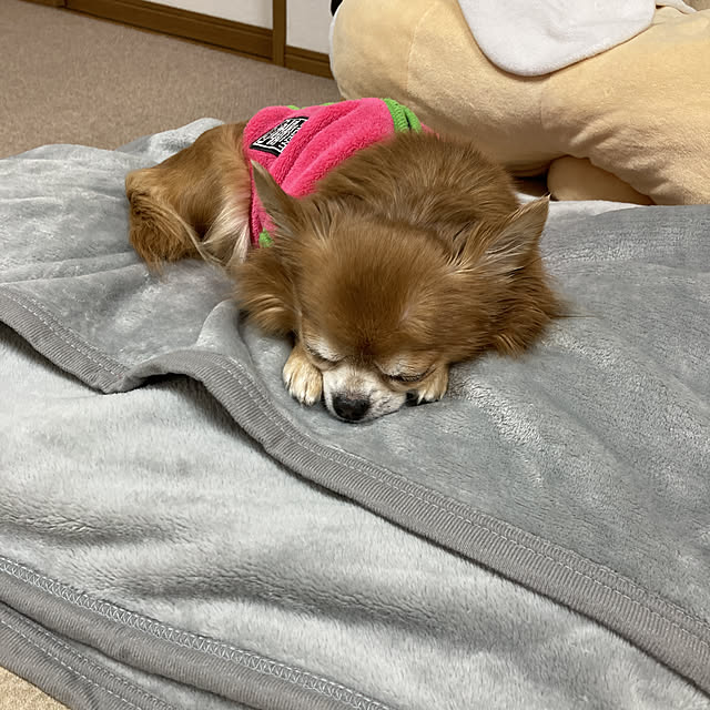 koroさんの実例写真