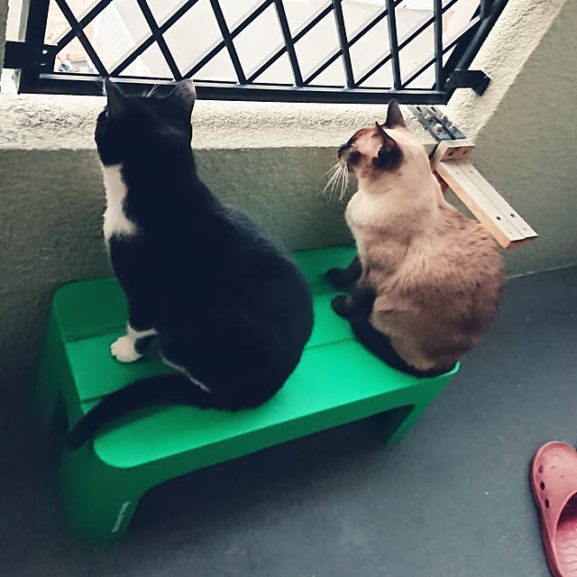 chatnoirさんの実例写真