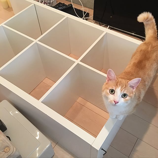 korinkorinさんの実例写真