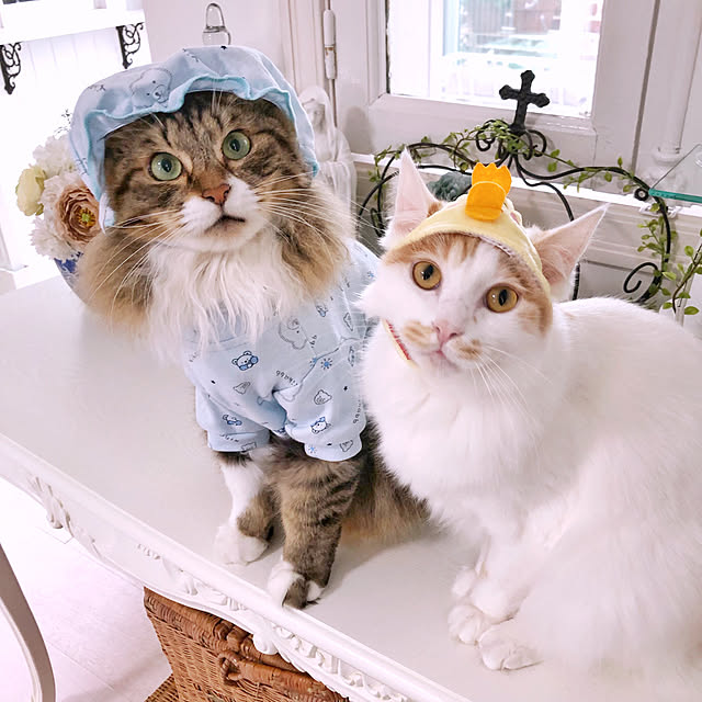 yuchiさんの実例写真