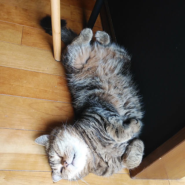 annさんの実例写真