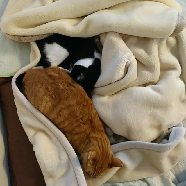 okyosan101さんの実例写真