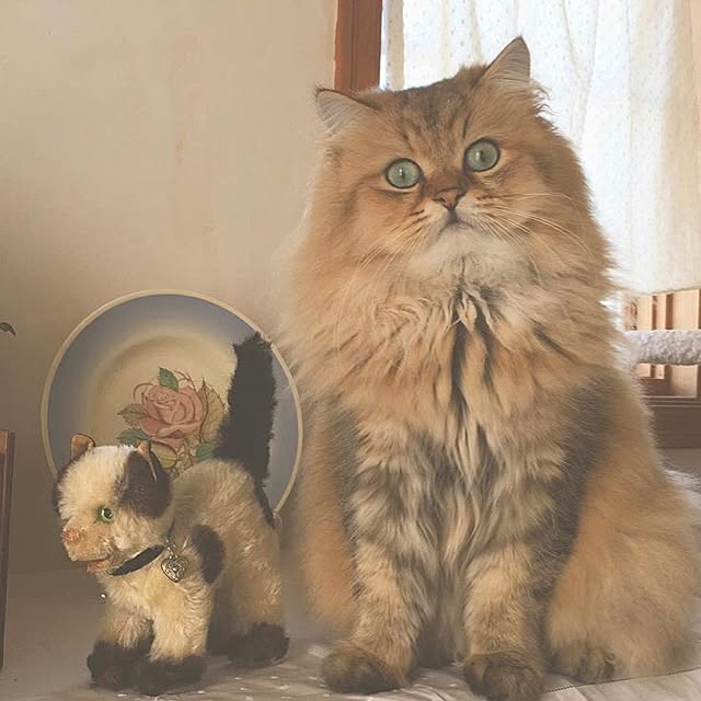 teddyさんの実例写真