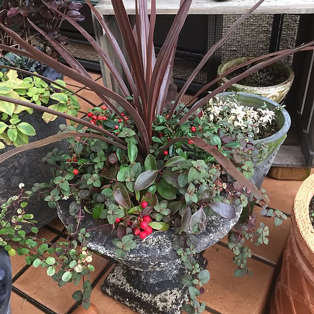 玄関/入り口/花が好き♡/寄せ植えのインテリア実例 - 2017-01-21 15:01:36