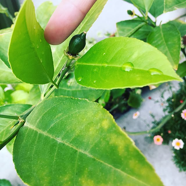 cocco0505さんの実例写真