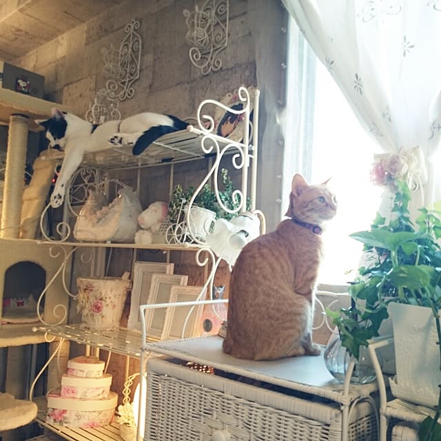 fu-ka24さんの実例写真