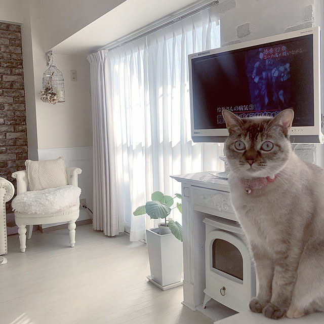 noelさんの実例写真