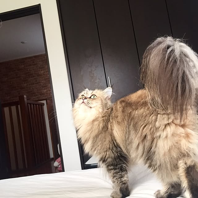 butachanさんの実例写真