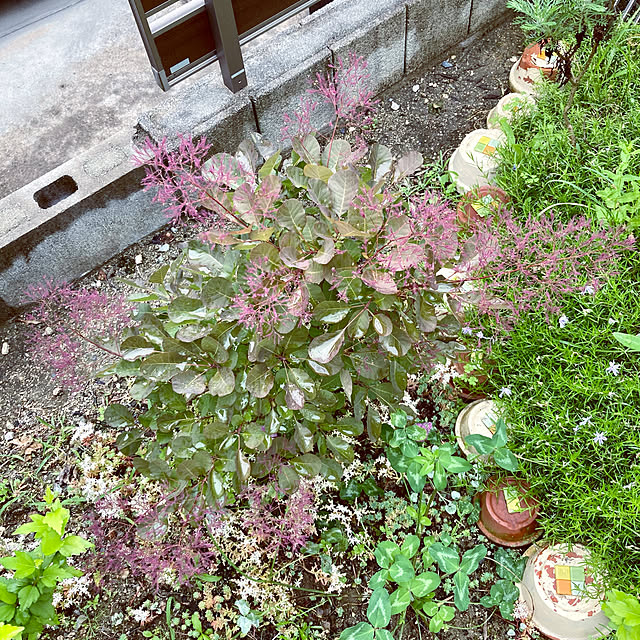 ayayayayaさんの実例写真