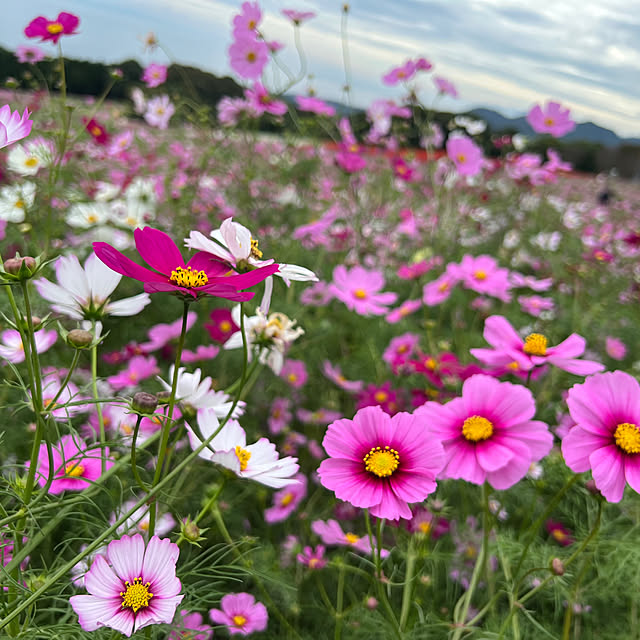 risouhomeさんの部屋