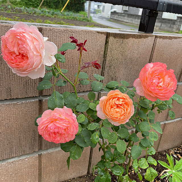 ronronさんの部屋