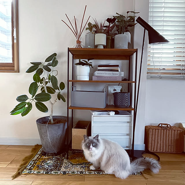 springさんの実例写真