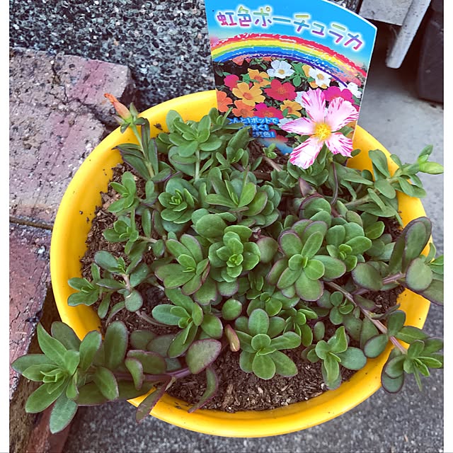 seroriさんの実例写真