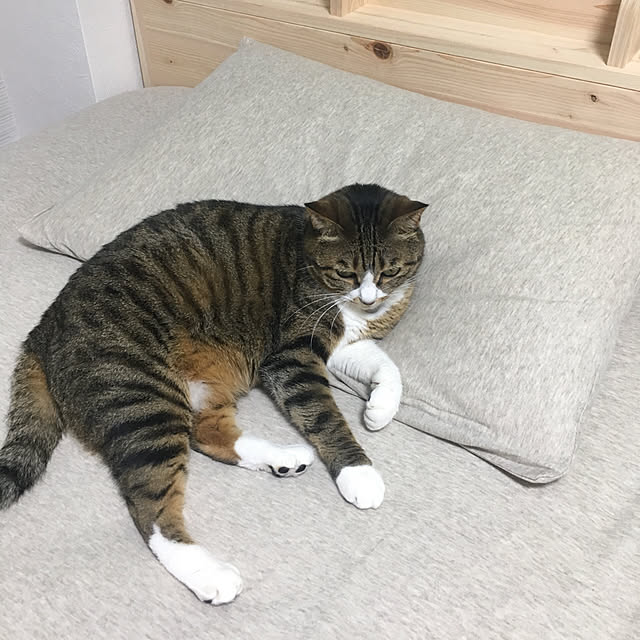 yagidoruさんの実例写真